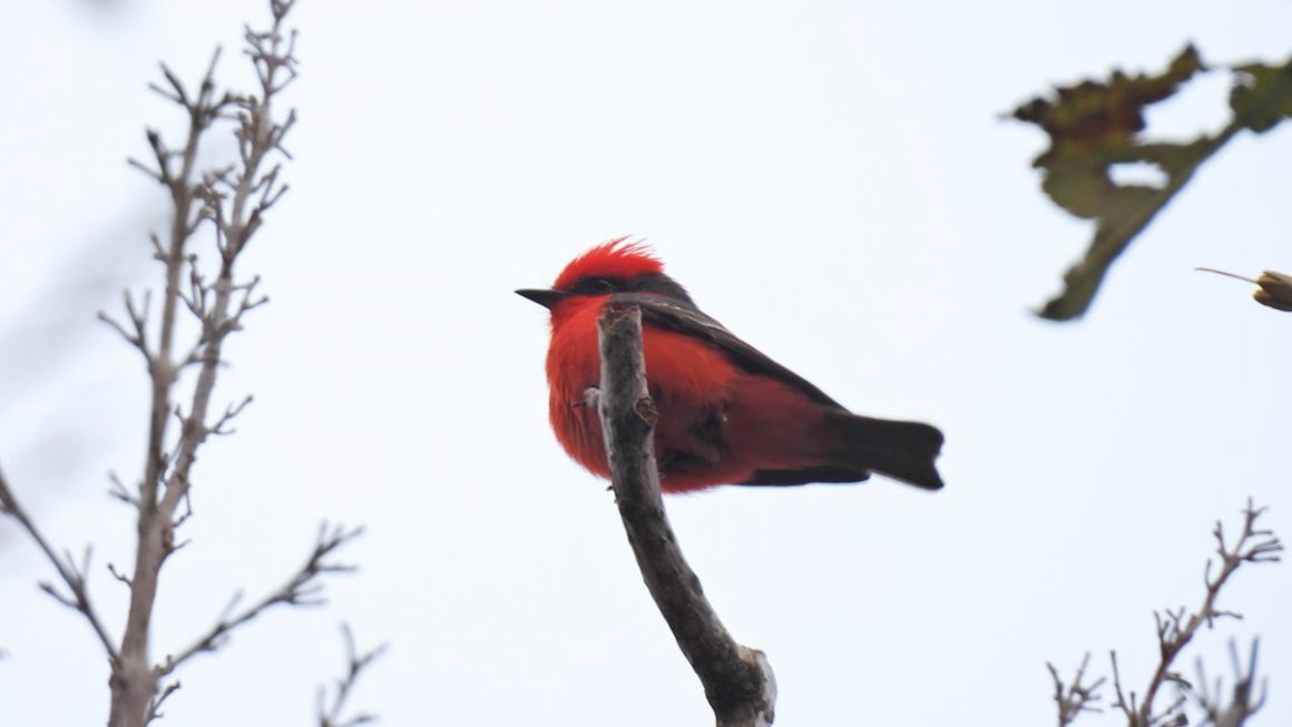 Monitoreo de Biodiversidad “BioUNA Natura Viewer”