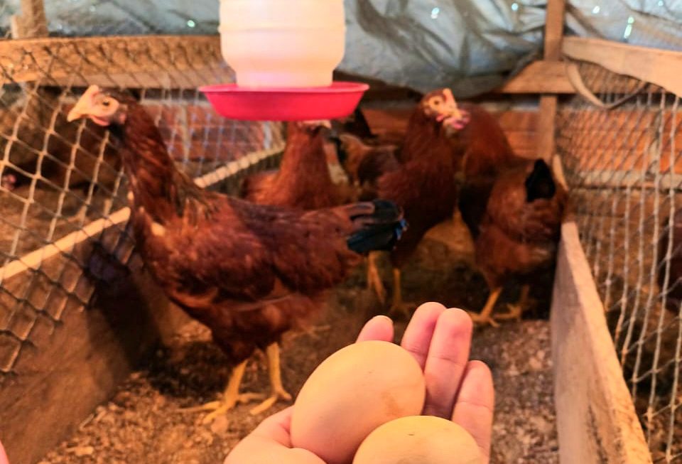 Estudiante desarrolló investigación sobre gallinas Isa Brown en gallinero de Caazapá