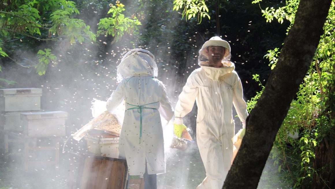 Las abejas de la FCA/UNA