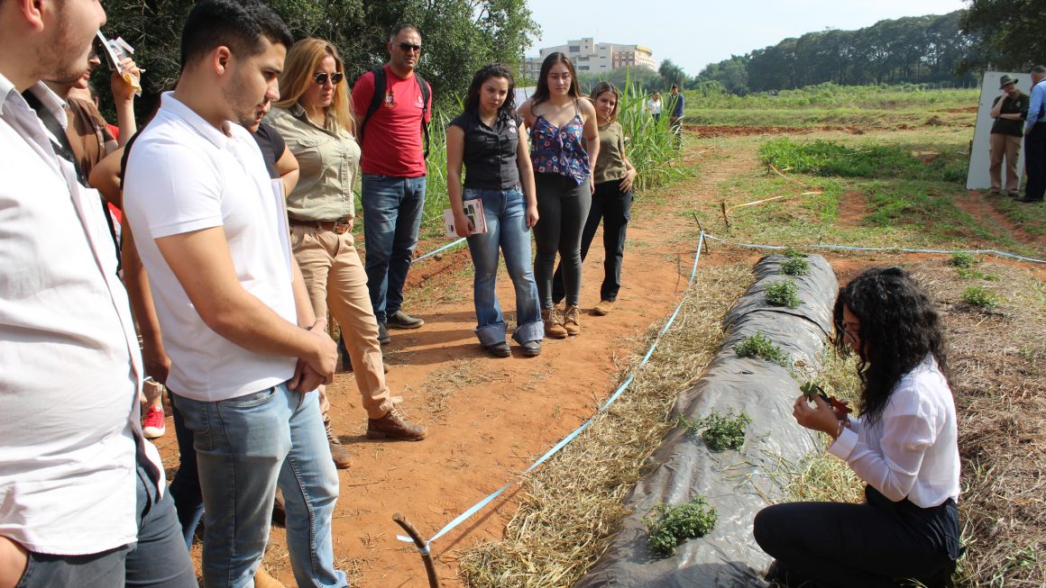 Dinámica de Campo sobre la Tecnificación y Producción de Cultivos Perennes en la FCA/UNA