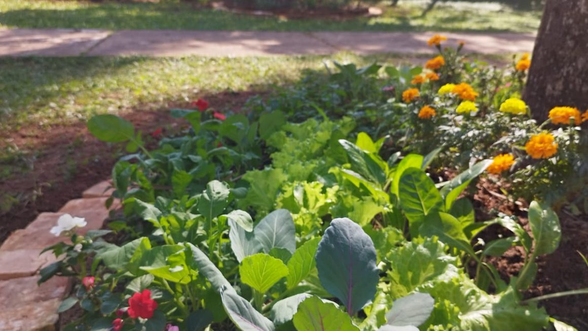 Estudiantes y docentes de la FCA/UNA promueven la seguridad alimentaria con jardines comestibles