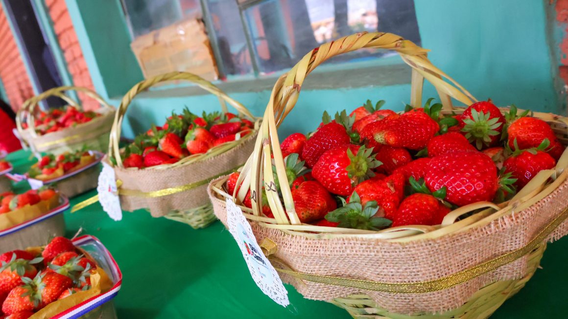 Día de campo enfocado en variedades tecnológicas de producción en el cultivo de frutilla