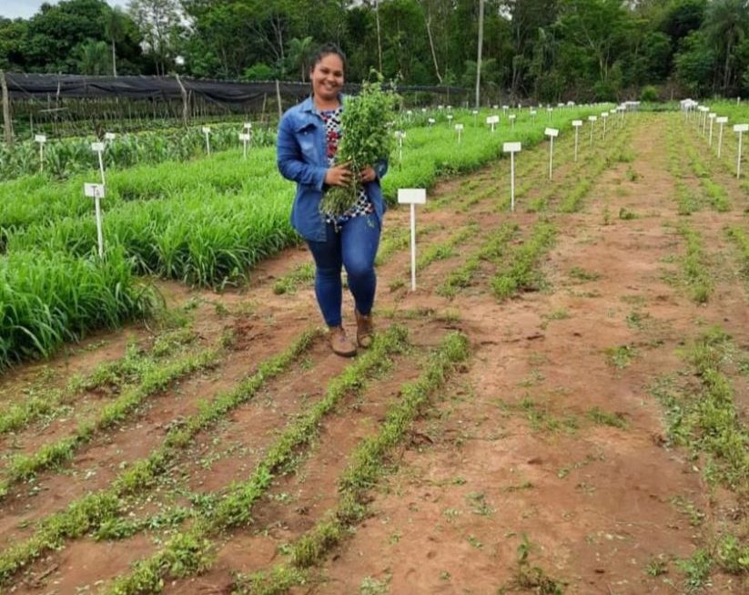 Investigación de la FCA/UNA revela cómo mejorar la producción y calidad de la alfalfa en Paraguay