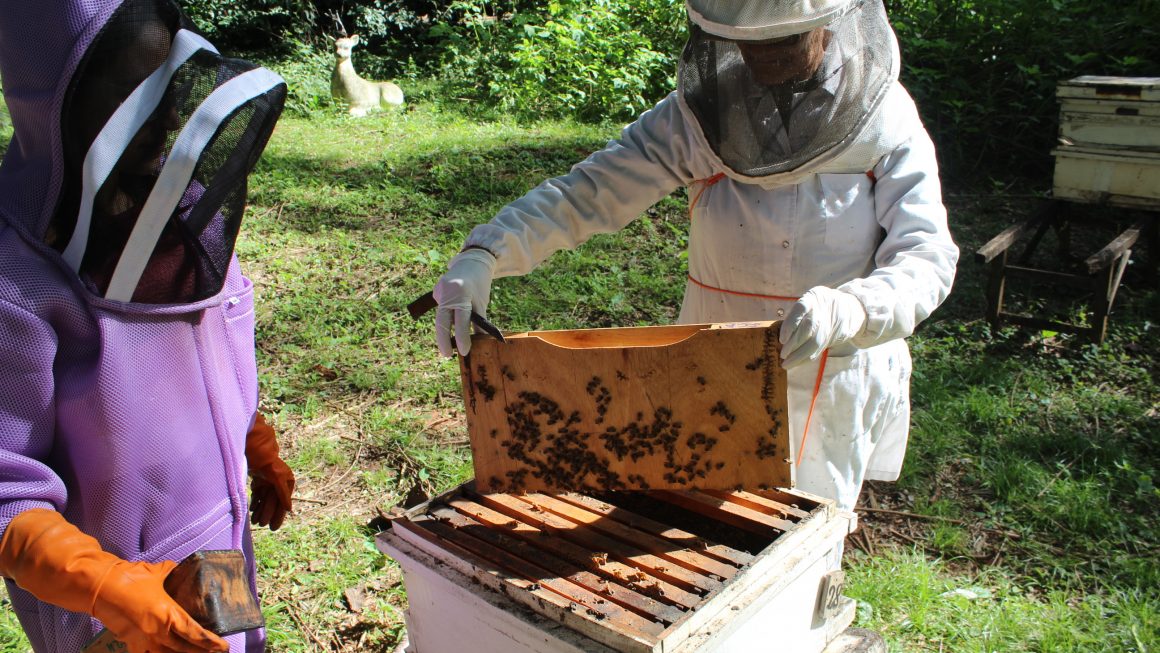 Manejo otoño-invierno de colmenas de abejas melíferas
