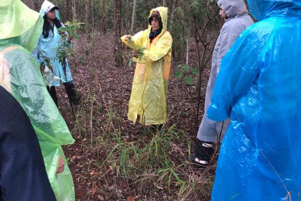 Capacitación sobre Monitoreo de Áreas Restauradas reunió a especialistas en Alto Paraná