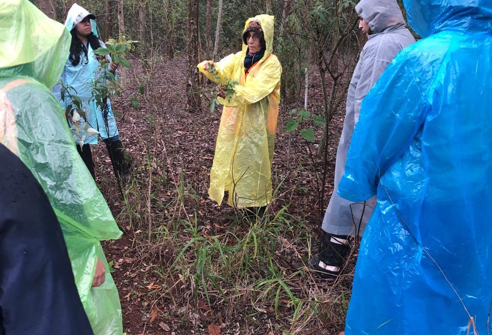 Capacitación sobre Monitoreo de Áreas Restauradas reunió a especialistas en Alto Paraná