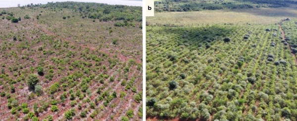 Investigadores de la FCA/UNA logran publicación internacional sobre restauración del Bosque Atlántico Paraguayo