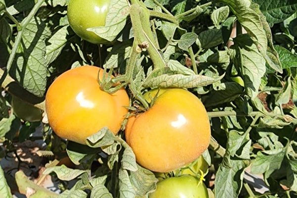 Salidas de campo, un puente esencial entre el conocimiento y la realidad productiva