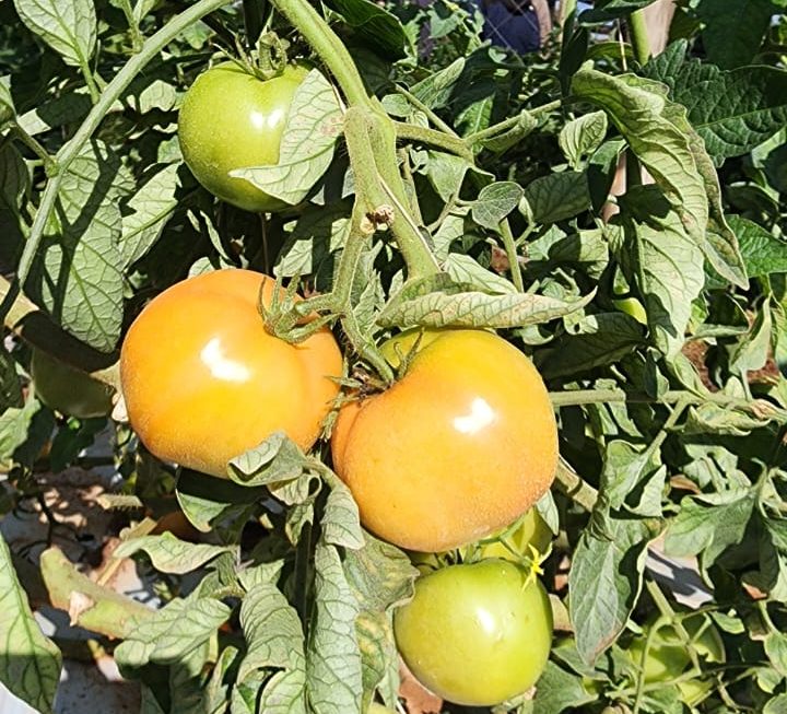 Salidas de campo, un puente esencial entre el conocimiento y la realidad productiva