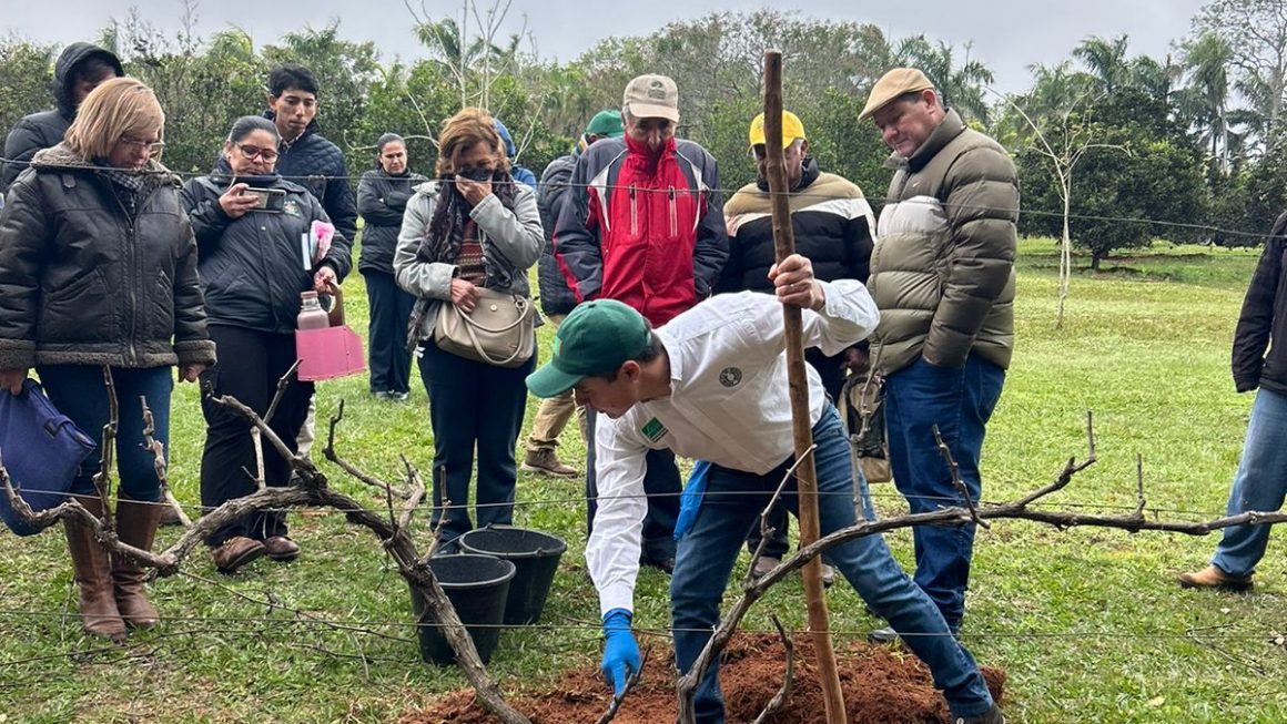 Capacitación sobre técnicas de poda de vid, cuidados y elaboración de vino en la FCA/UNA Filial Santa Rosa