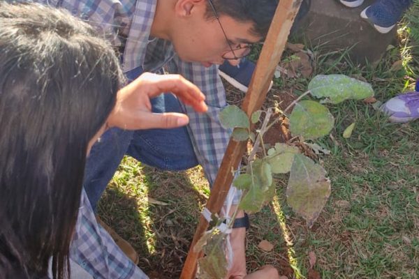 Implantaron especies arbóreas nativas y realizaron control de hormigas en el Centro Regional de Pedro Juan Caballero