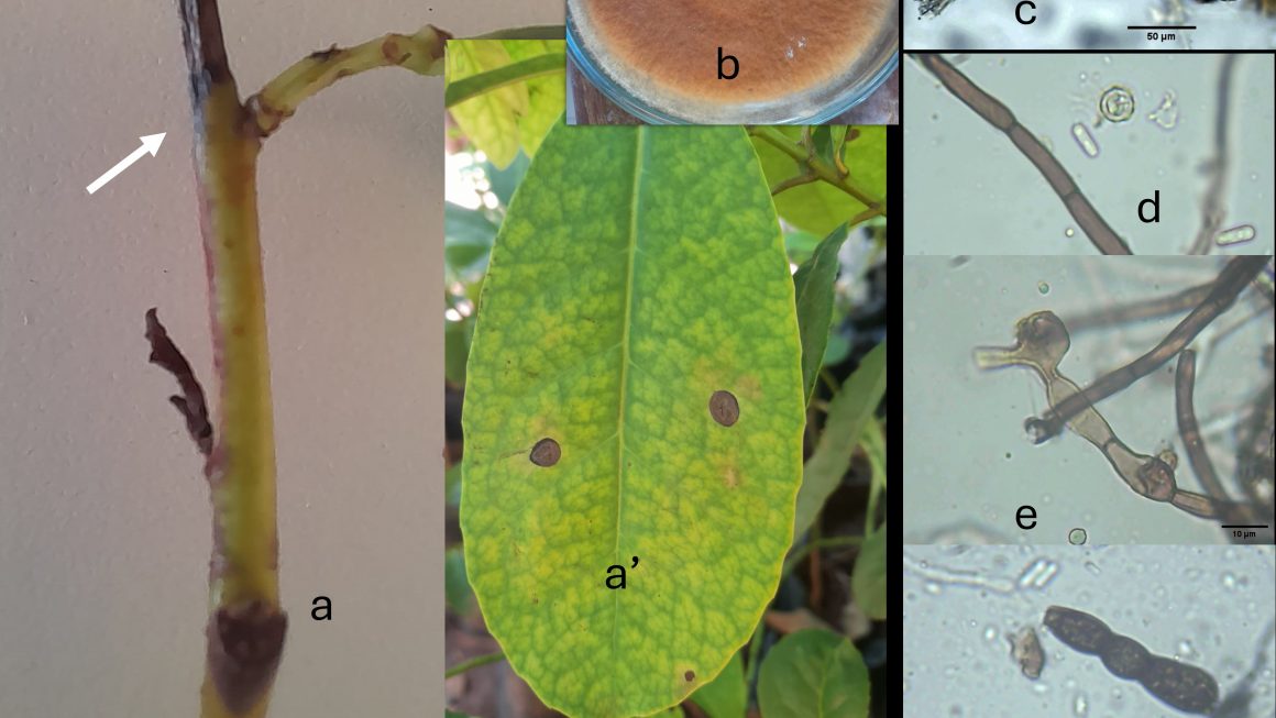Investigadores del Área de Protección Vegetal de la Carrera Ingeniería Agronómica reportan nuevos hallazgos sobre yerba mate y sésamo
