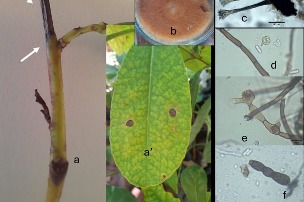 Investigadores del Área de Protección Vegetal de la Carrera Ingeniería Agronómica reportan nuevos hallazgos sobre yerba mate y sésamo
