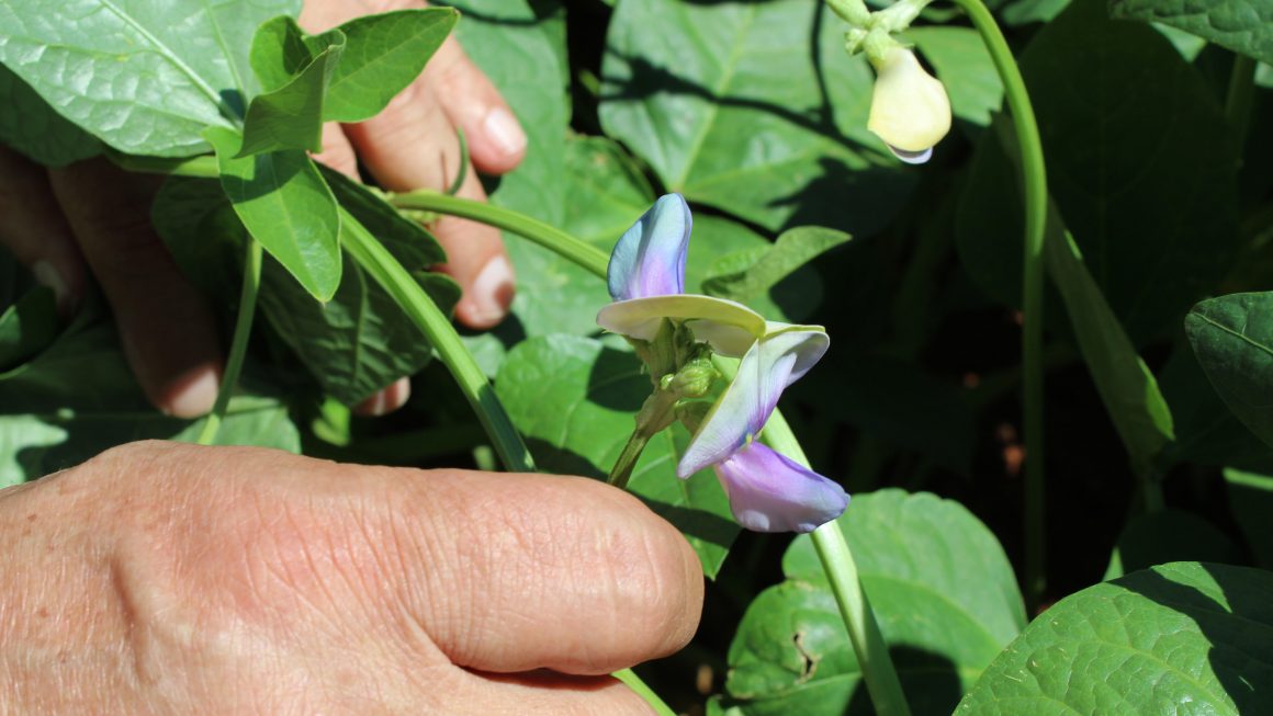 Avanza la investigación sobre kumanda Pytã’i en la FCA/UNA