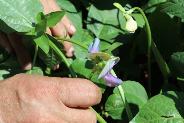 Avanza la investigación sobre kumanda Pytã’i en la FCA/UNA