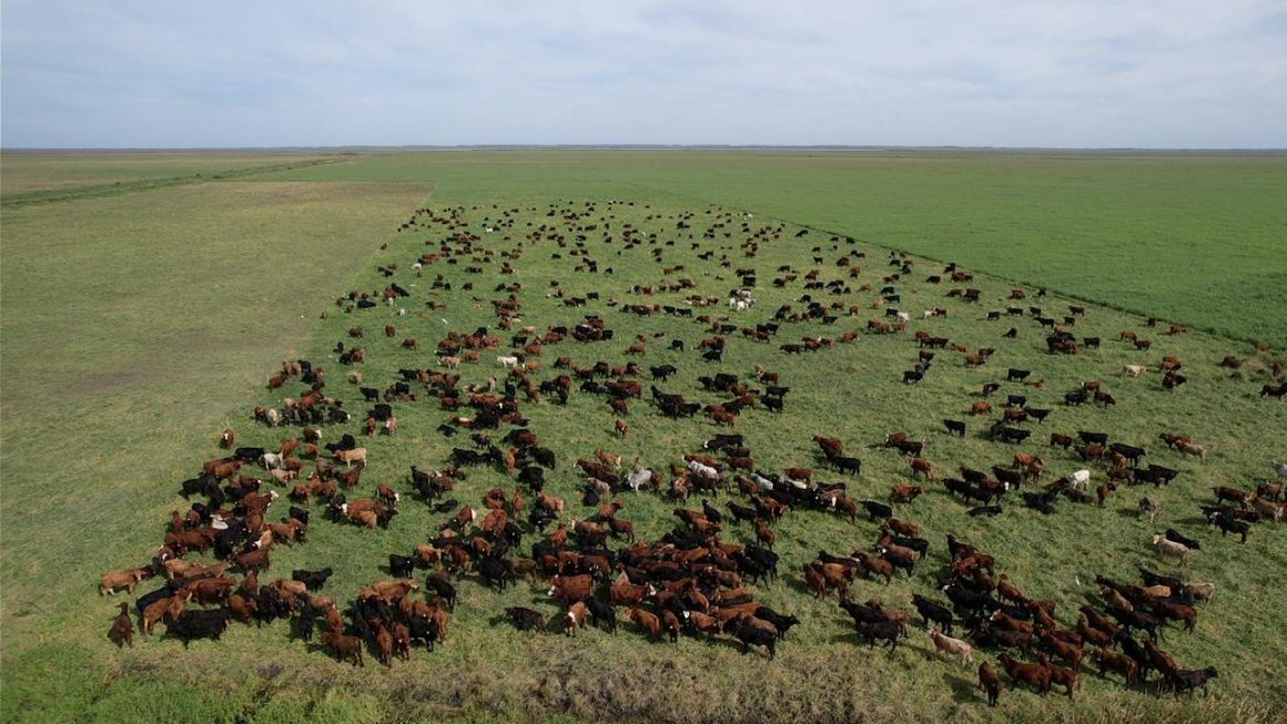 Publicación científica aborda la viabilidad de la ganadería ultraintensiva en América Latina