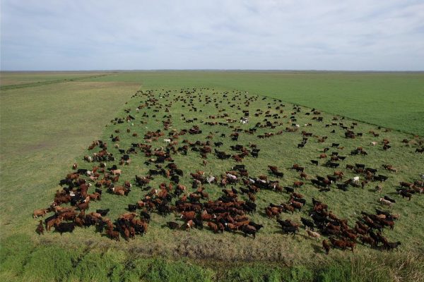 Publicación científica aborda la viabilidad de la ganadería ultraintensiva en América Latina