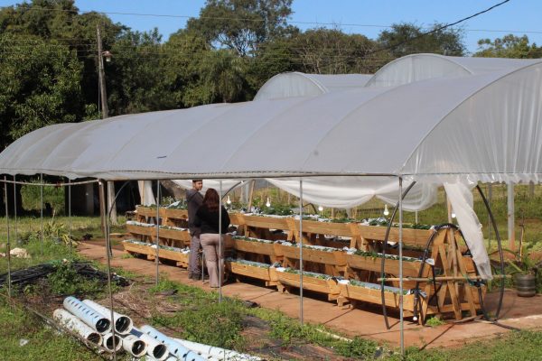 Cultivo vertical de frutillas: investigación busca identificar el sustrato más eficiente