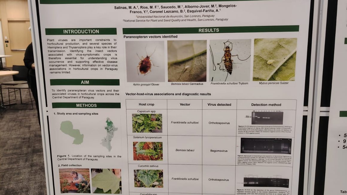 Investigación de la FCA/UNA reporta primera evidencia molecular de orthotospovirus en cucurbitáceas en Paraguay