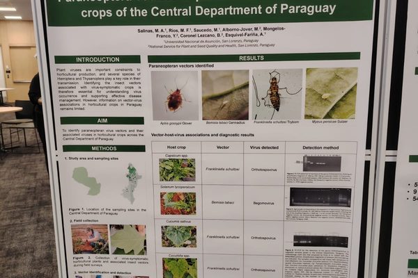 Investigación de la FCA/UNA reporta primera evidencia molecular de orthotospovirus en cucurbitáceas en Paraguay